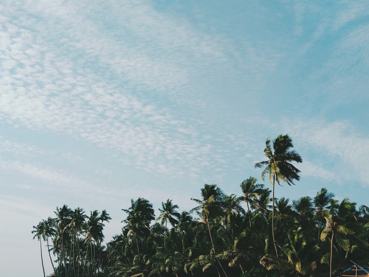 Palms