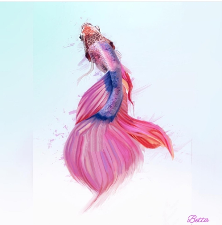 Betta fish