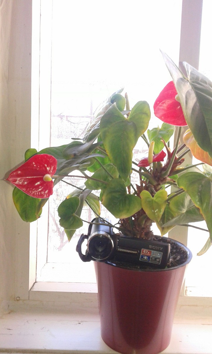 flowers