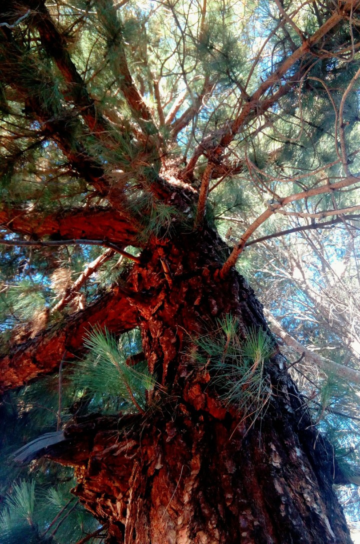 A tree as red as fire