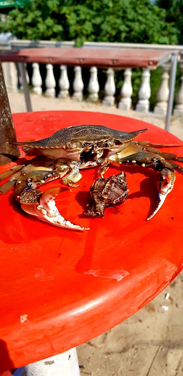 Blue crab....