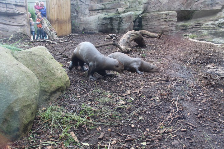 scent marking