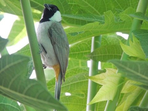 bird