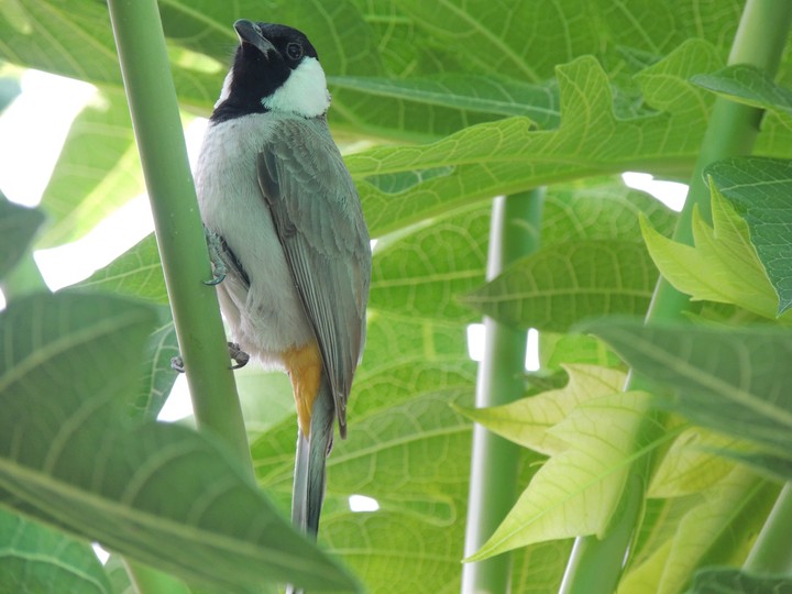 bird