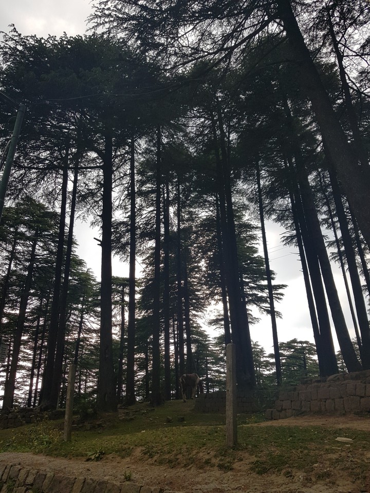 trees