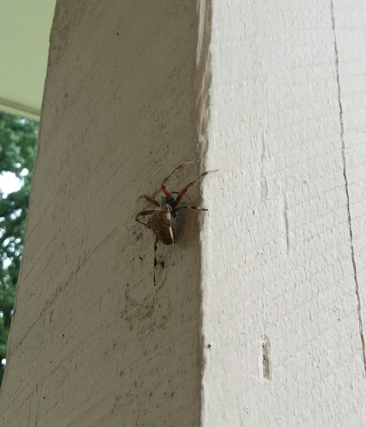 aracnus-spidercus