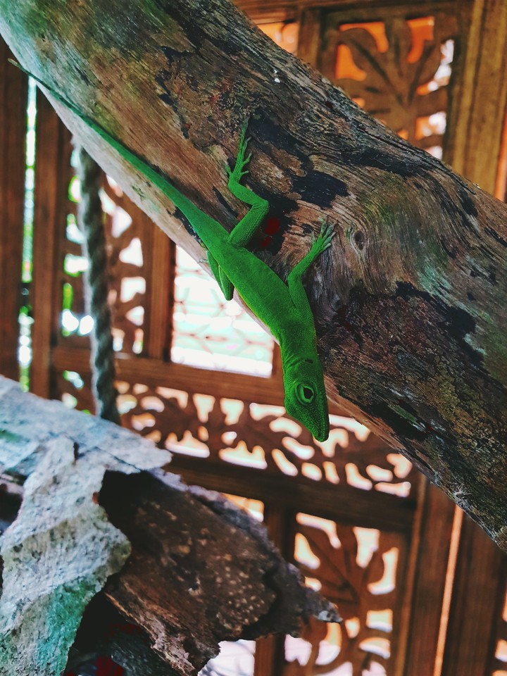 Lézard