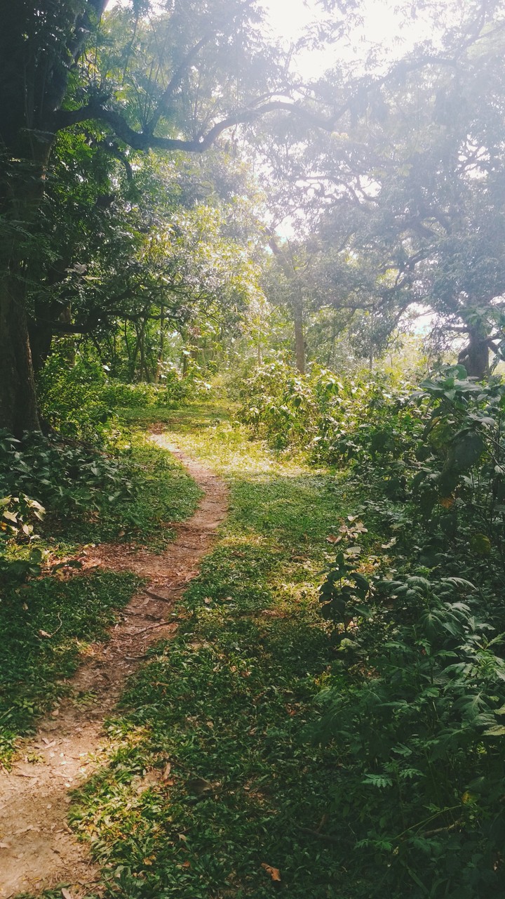 Jungle