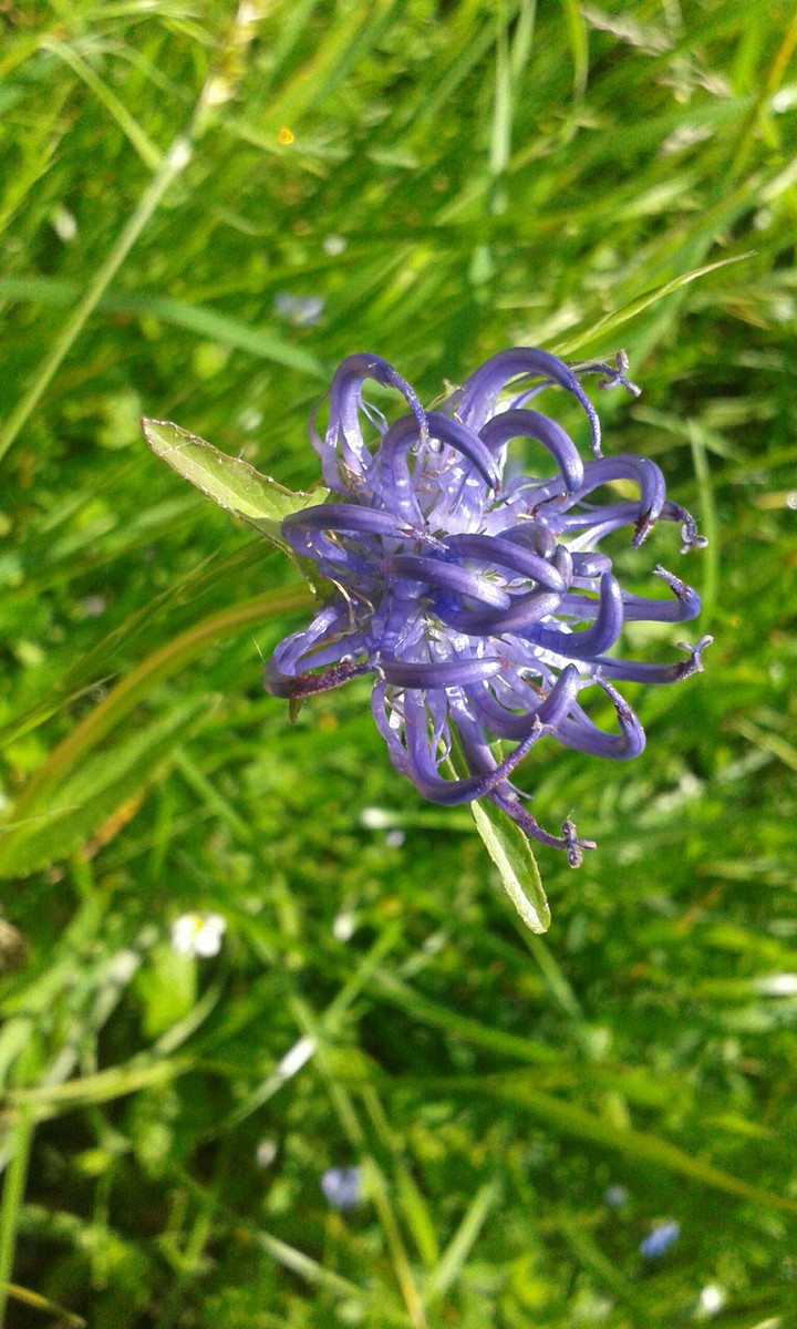 Particular flower :)