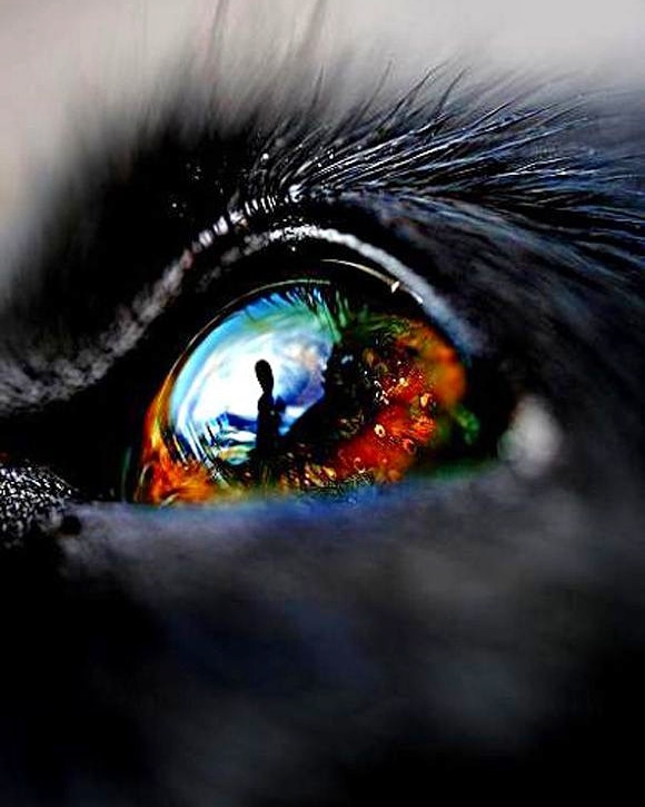 puppy eye
