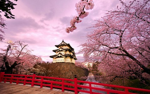 Pink Trees