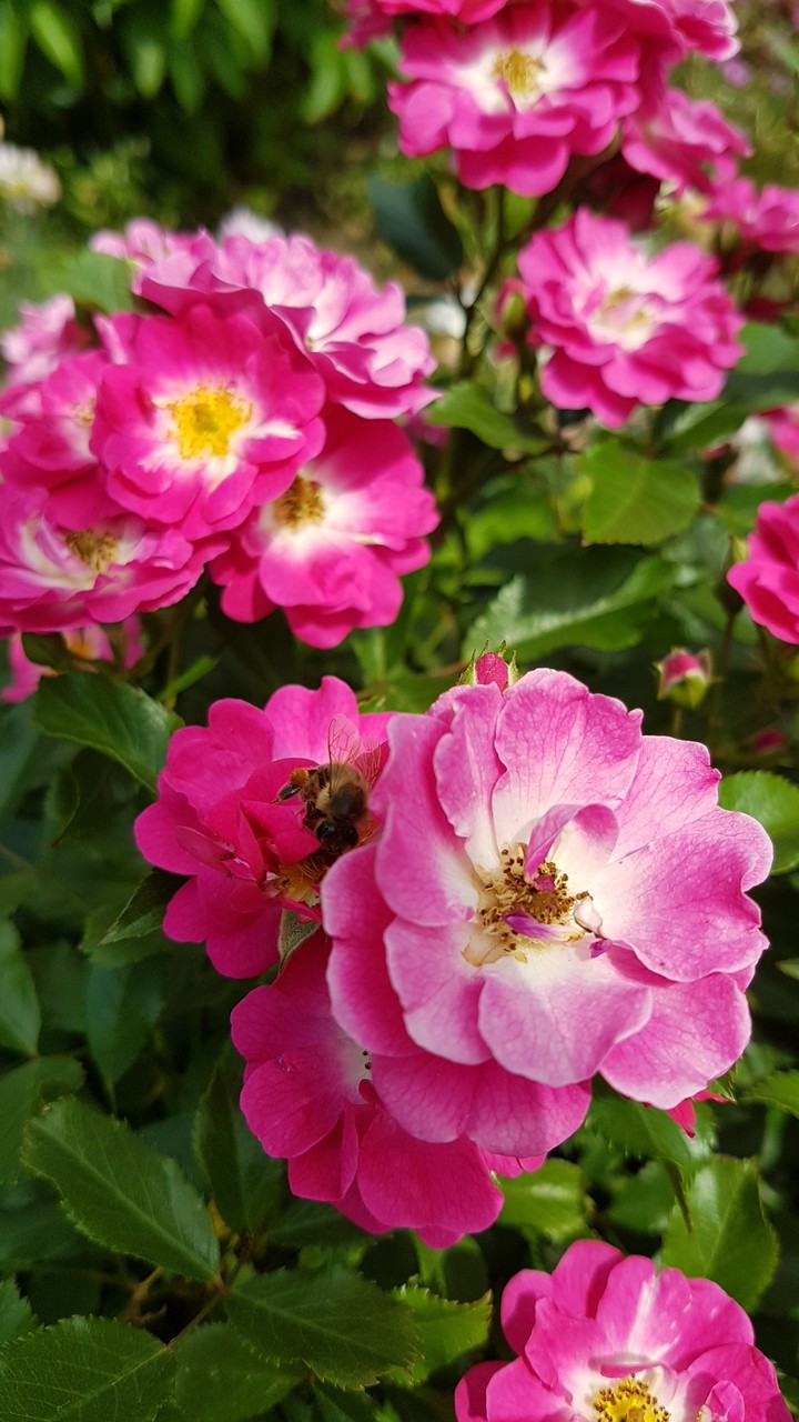 roses