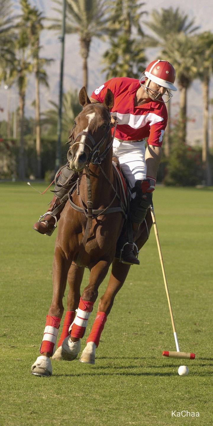 Polo game