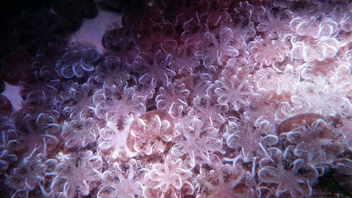Jellyfish Coral