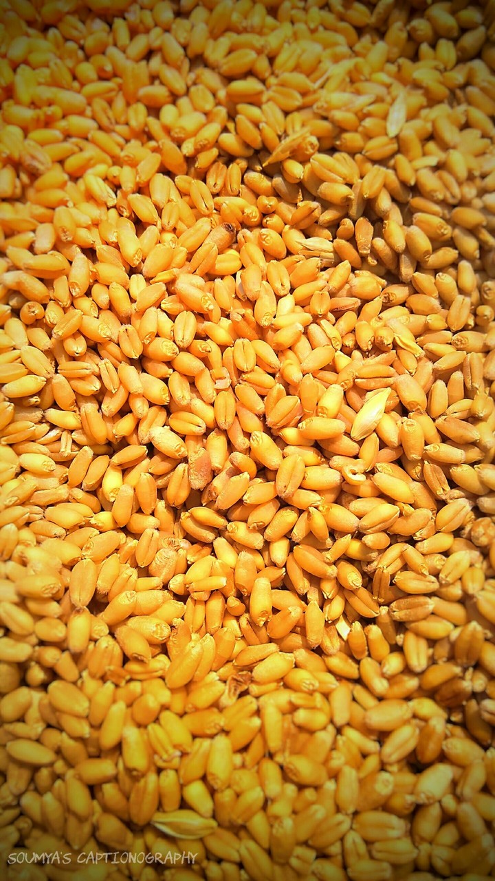 wheat seeds