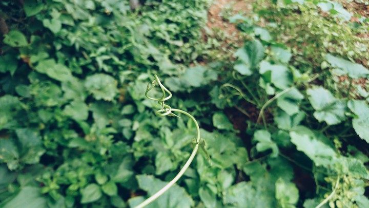 natural