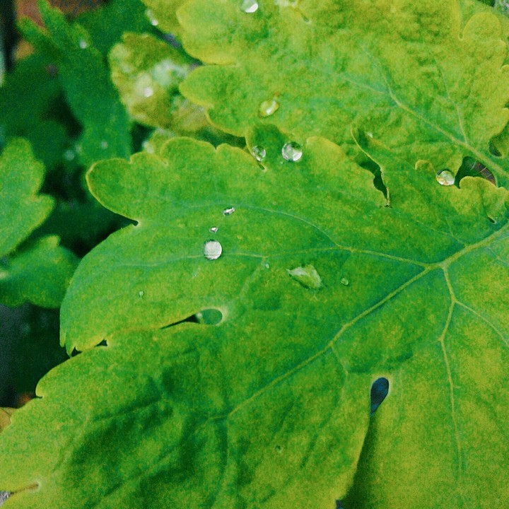 wet plants