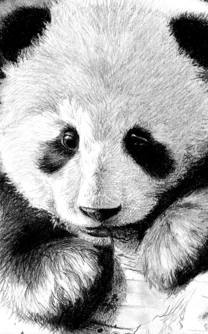 panda