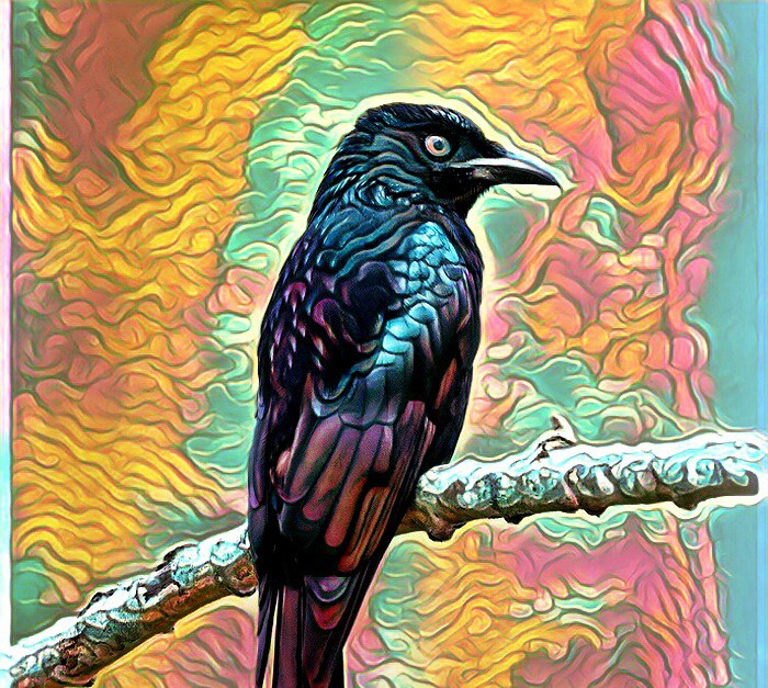 Black Bird