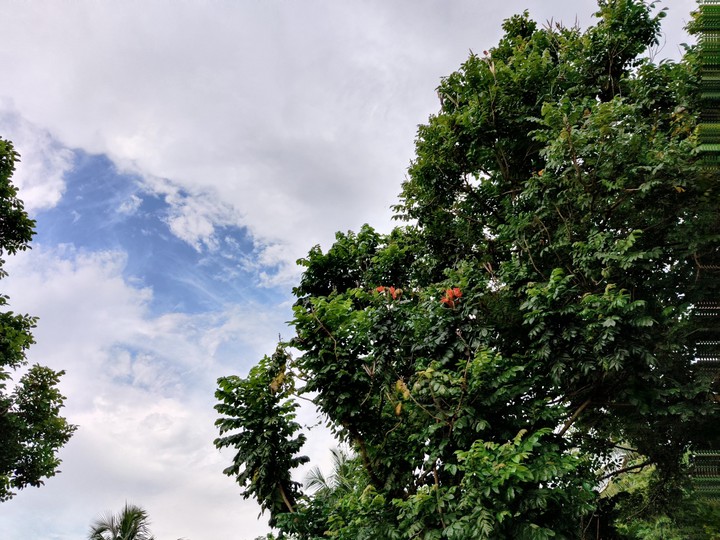 SKY AND TREE