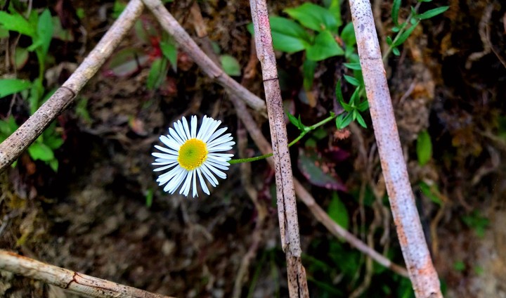 FLOR BLANCA DE CHIAPAS