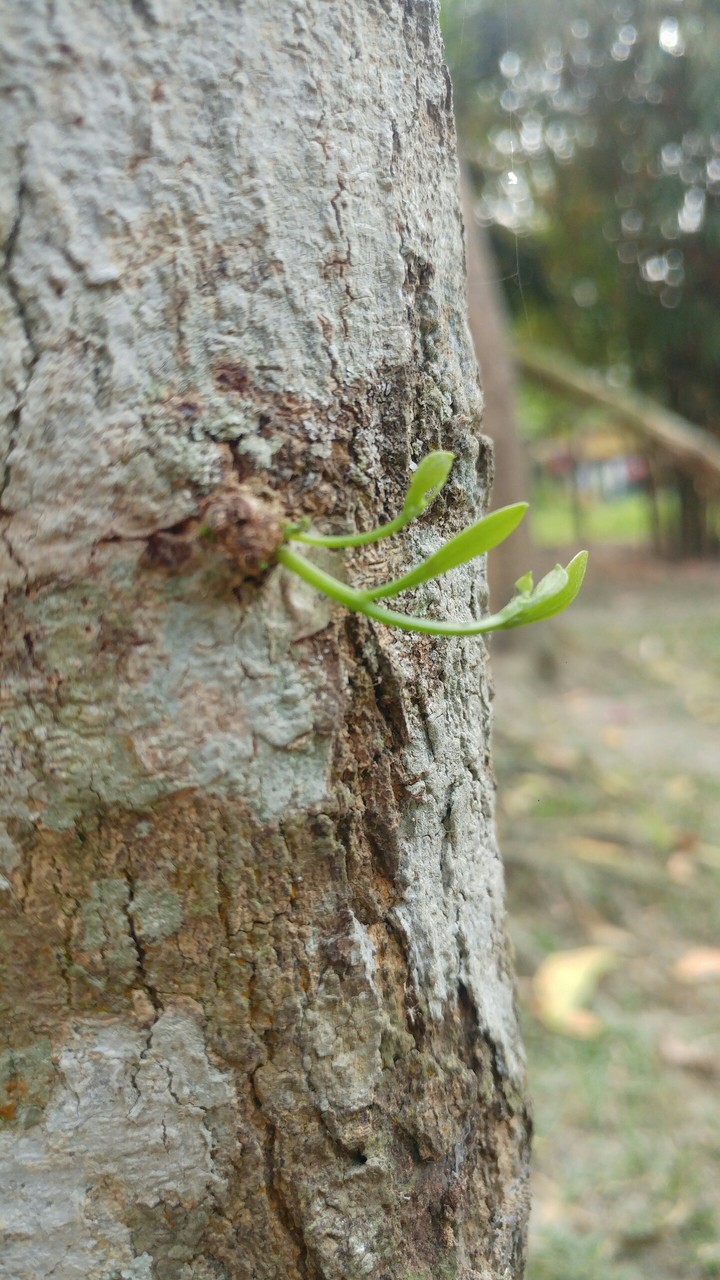 Mobile photography