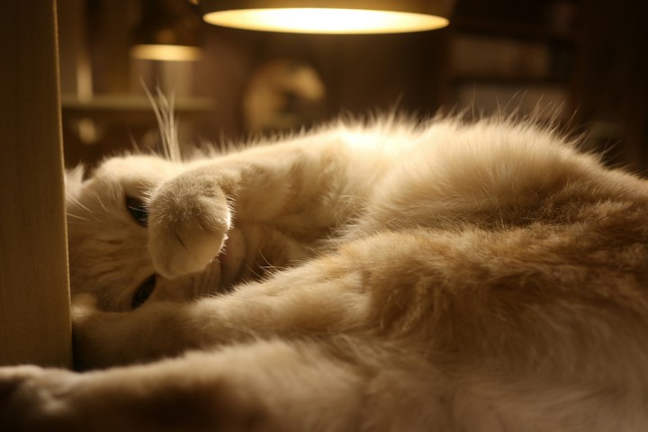 cat