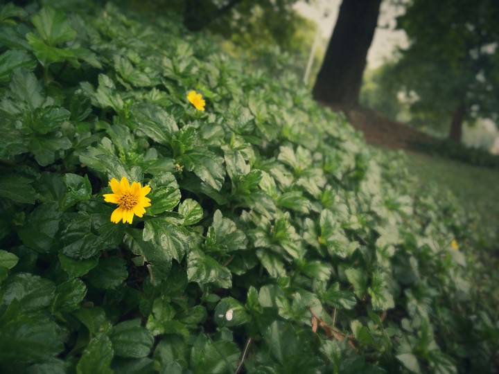 yellow flower