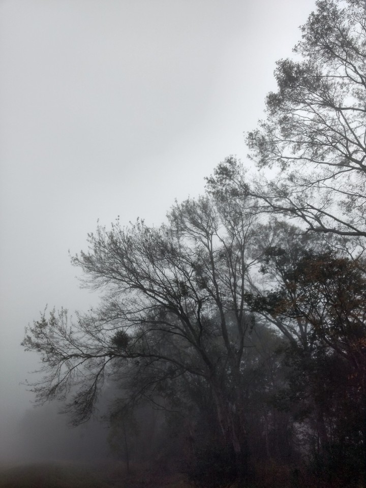 Fog in Louisiana