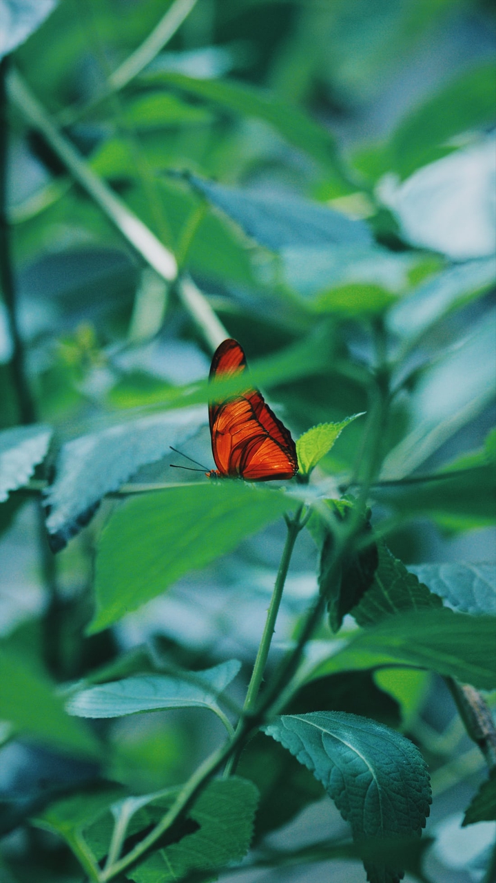 butter leaf fly