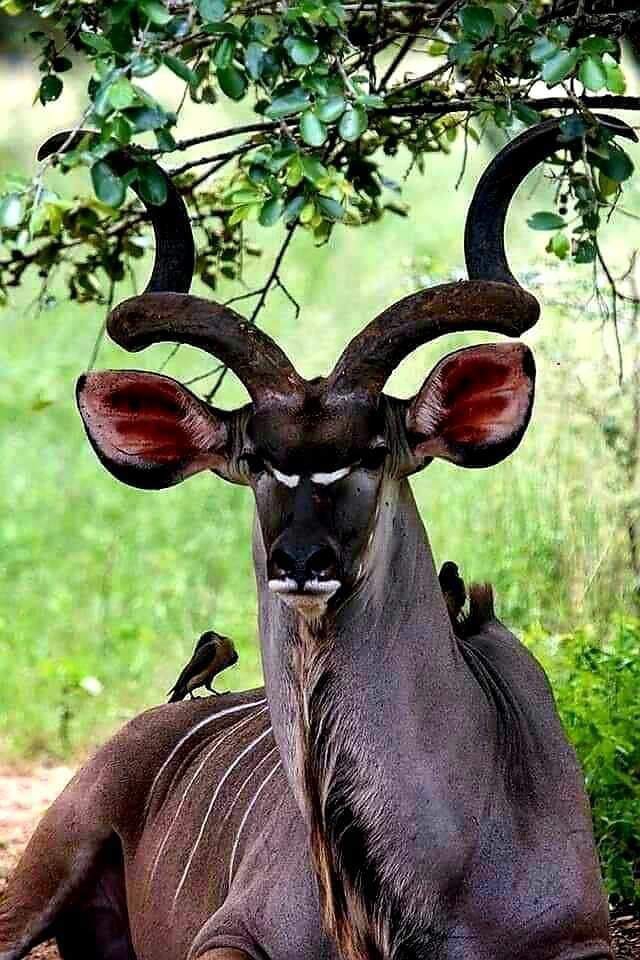 kudu