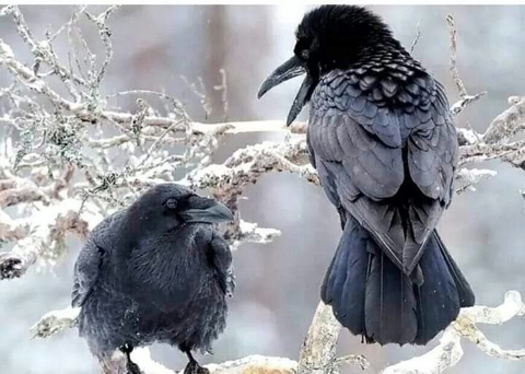 beak, feather duvar kağıtları