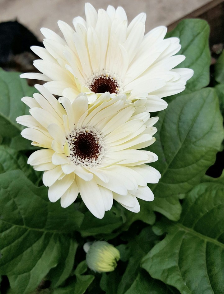 Gérberas