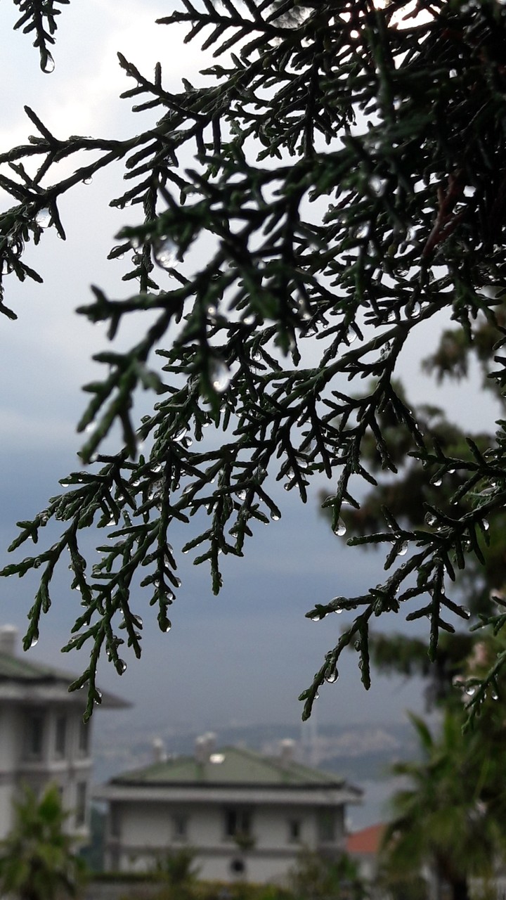 Rain
