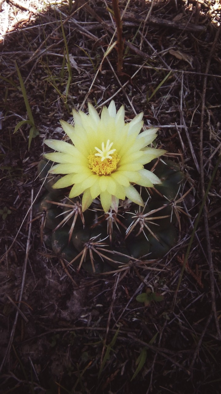 Yellow Flower