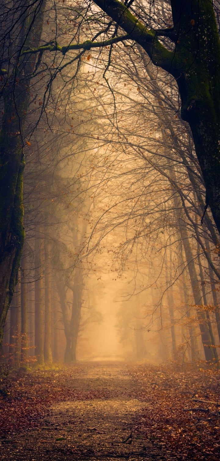 In the woods