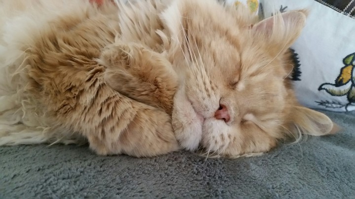 Katzen