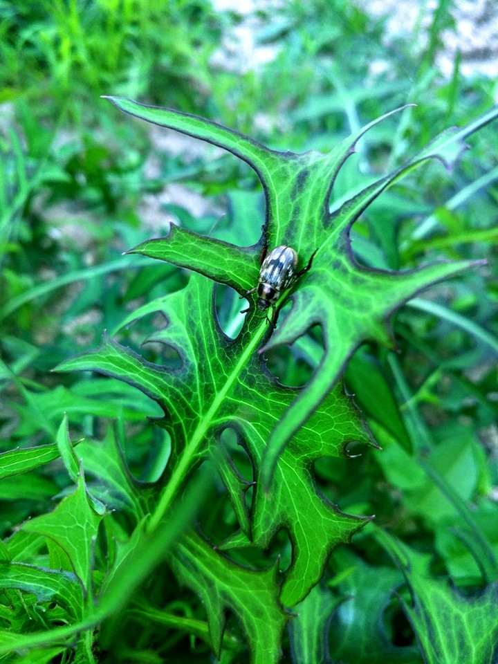 beetle