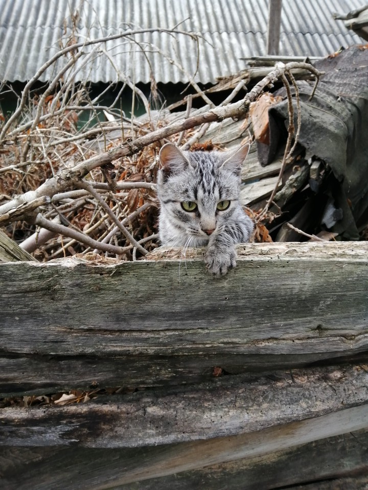 котик пухнастий