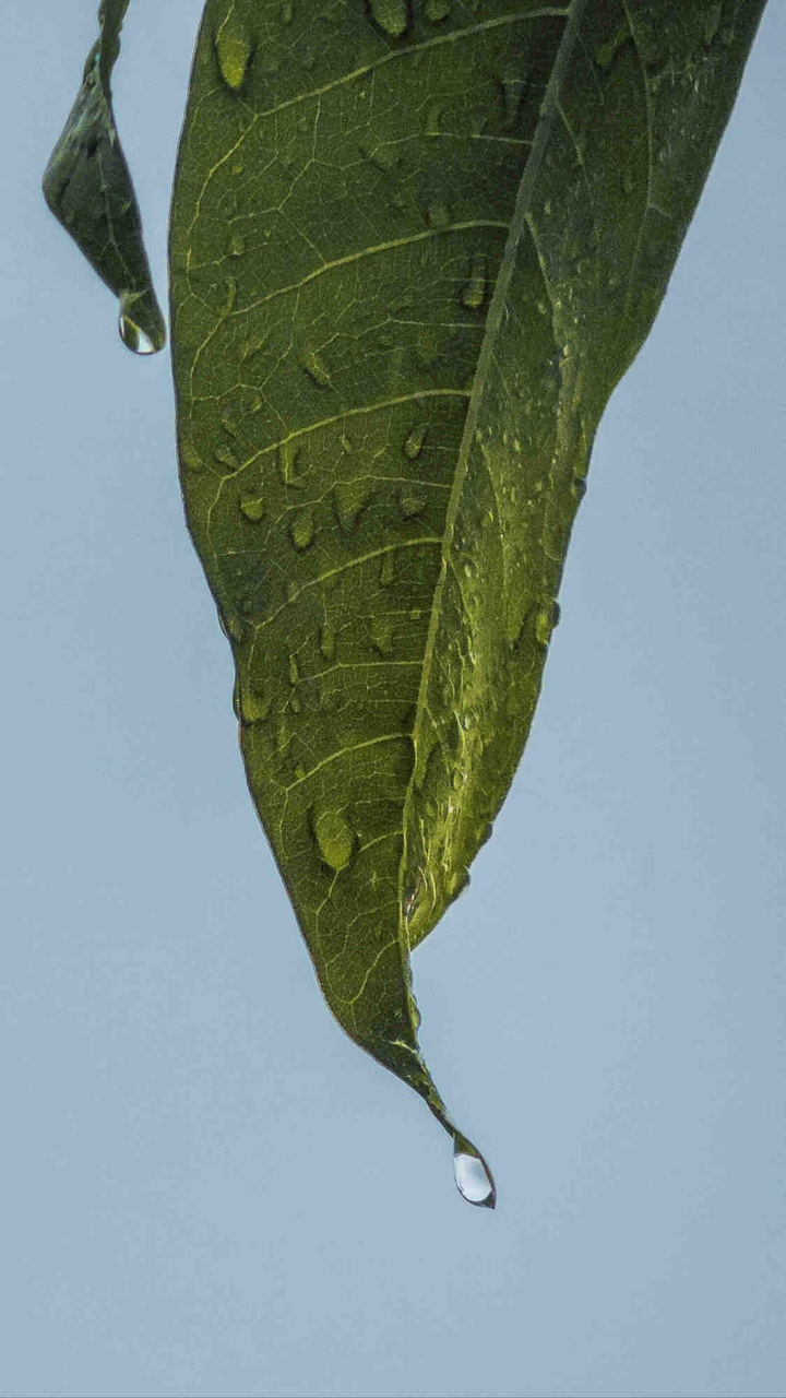Rain Drop