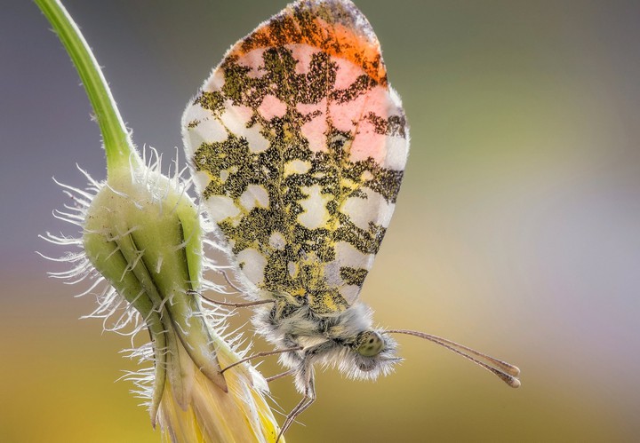 Butterfly...