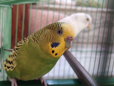 My love birds