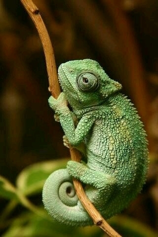 tudo VERDE