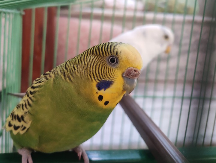 My love birds