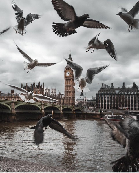 beak, bird Hintergrundbilder