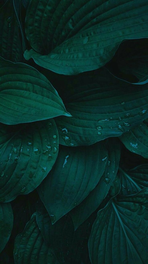 organism, green वॉलपेपर