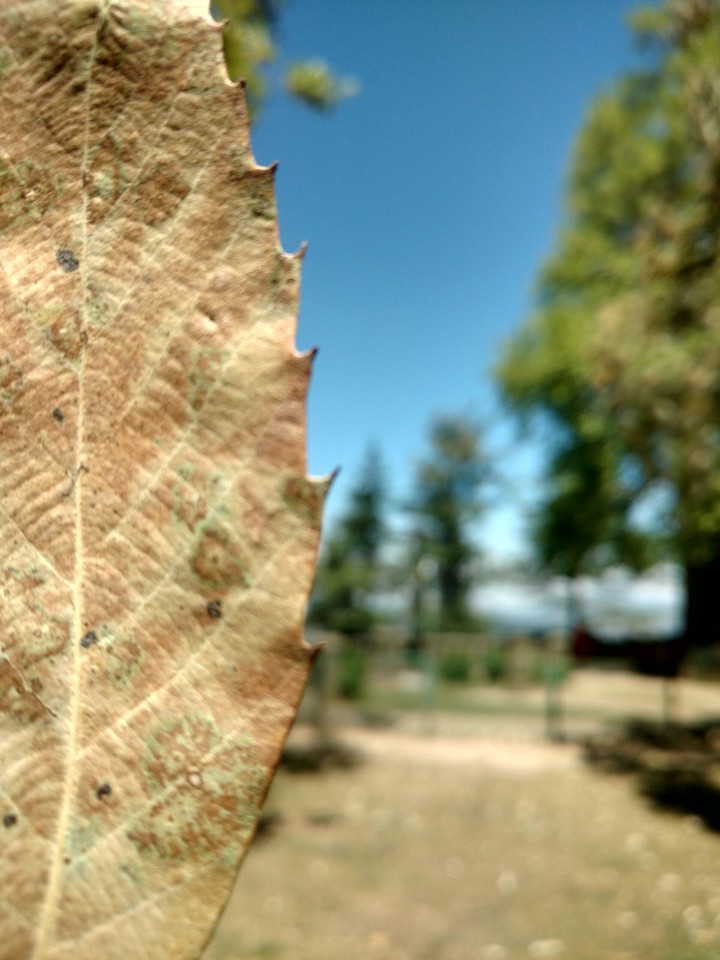 leaf