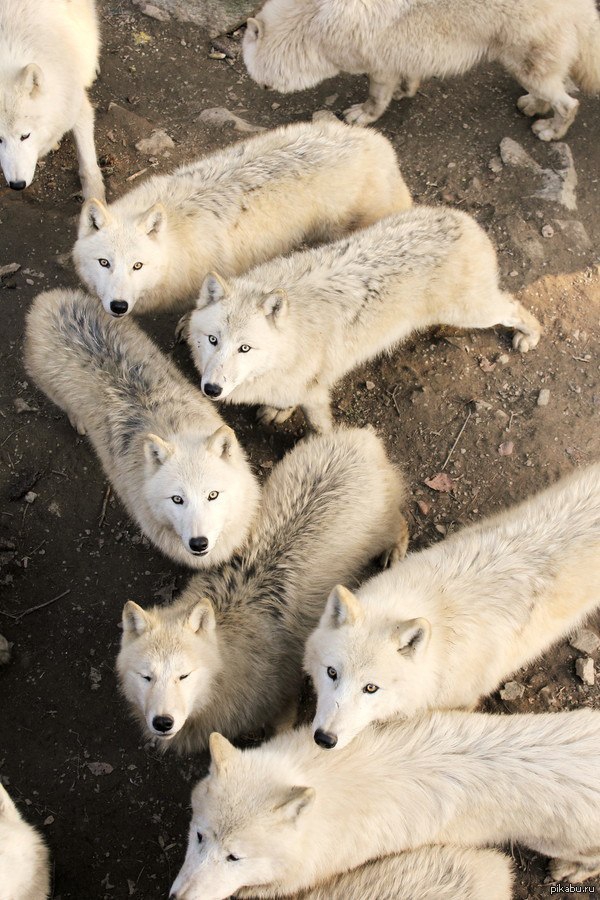 Wolfies
