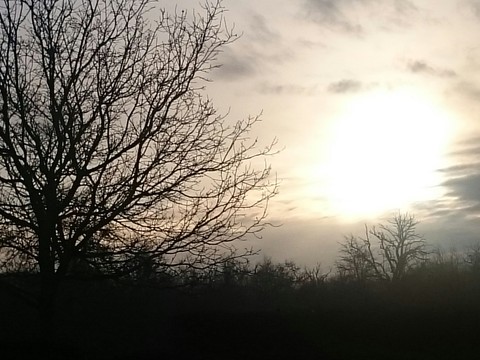 trees in winter