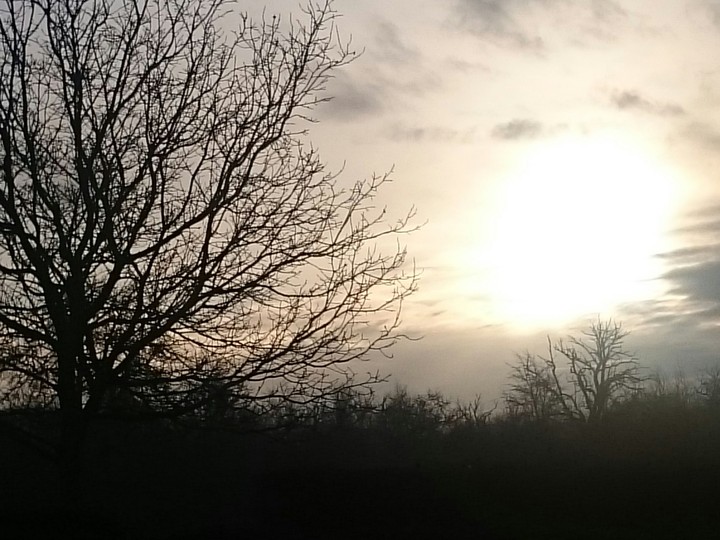 trees in winter